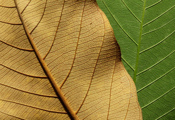 vein of leaf texture background
