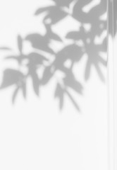 abstract shadow of the leaves on a white wall background