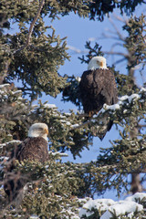 Bald Eagle perched on log, taken in SE Alaska