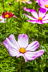 Beautiful colorful cosmos flowers blooming in the garden.