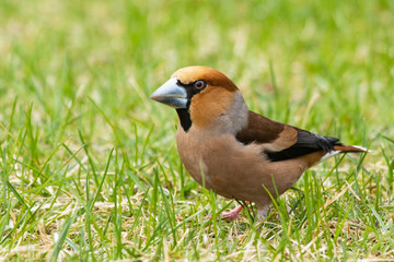 Fototapeta premium Beautiful male European songbird Hawfinch, Coccothraustes coccothraustes with a large beak in Estonian wild nature