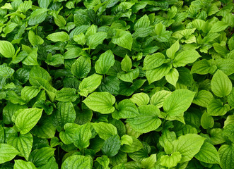 Wildbetal leafbush ( Piper sarmentosum Roxb. ) is a medicinal plant of Thailand, green plant in garden