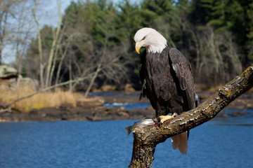 Bald Eagle with fish taken in central MInnesota