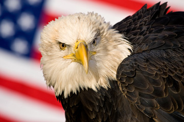 Bald Eagle (Haliaeetus leucocephalus)