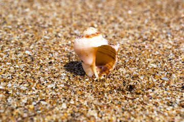 Sea shell on the beach Black sea