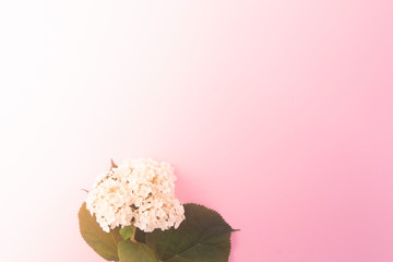 white flowers on a pink background. Minimal style flat lay. For greeting card, invitation. March 8, February 14, birthday, Valentine's, Mother's, Women's day