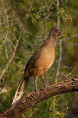 Plain Chachalaca displaying taken in southern Texas