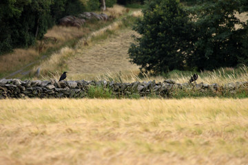 Obraz na płótnie Canvas Leicestershire country crows