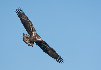 Bald Eagle juvenile in flight taken in southern MN