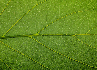 texture of fresh green leaves texture