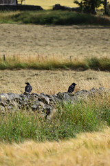 Leicestershire country crows