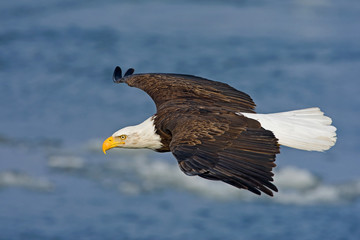 Bald Eagle (Haliaeetus leucocephalus)