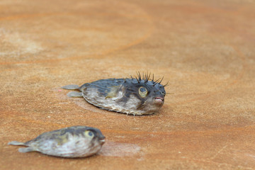 Blow fish or puffer fish dead on a pier. Unwanted catch.