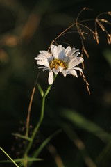 
blooming daisies in the setting sun