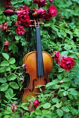violin in the rose hips
