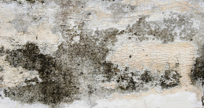mold on white concrete wall with crack texture