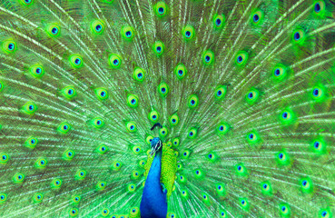 Obraz premium Male peacock shows off his vibrant plumage in a mating ritual to attract the female