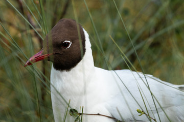 A portrait of a Black-headed gull, Chroicocephalus ridibundus in a marshland, Northern Europe. 