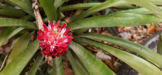 Obraz premium Flowering Bromeliad plant