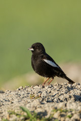 Lark Bunting adult male taken in Colorado