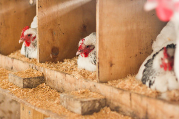 White hens resting in the hen house