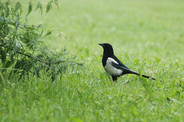 An adult Eurasian Magpie, Pica pica standing on a lush grass in the backyard, Estonia. 