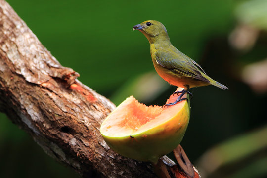 female of the Violaceous Euphonia (Euphonia violacea) feeding on papaya