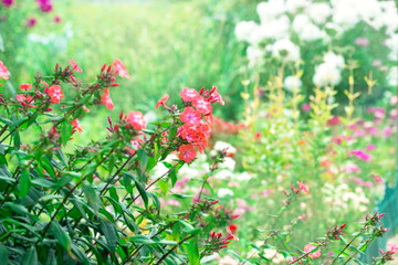 Flowers in the garden. Nature background. Close up, selective focus