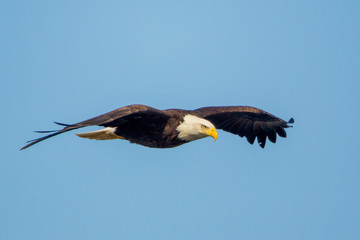 Bald Eagle flight taken in central MN