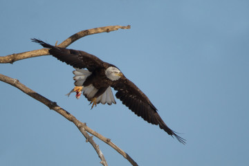 Bald Eagle taken in central Minnesota