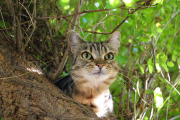 Striped tabby cat playing in a tree outdoors