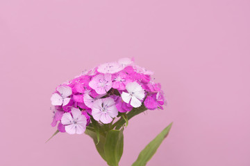 Summer garden. Blossoming Turkish carnation. Turkish carnation red with white . Dianthus barbatus. Caryophyllaceae Family.