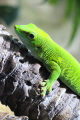 Green gecko sitting on a branch in a zoo enclosure