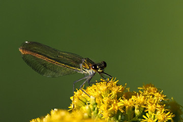 Damselfy foraging a colorful flower