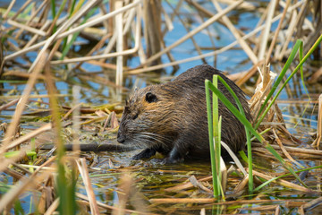 Nutria taken in southern Texas