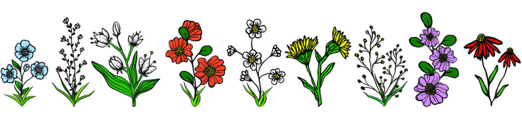 Wildflowers in a row on a white background, vector graphics