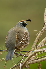 California Quail male taken in northern California