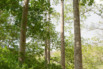 Fototapeta premium Dipterocarpus or Yang Naa in the forest