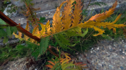 autumn leaves on the ground