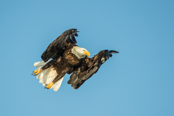Bald Eagle taken in central Minnesota