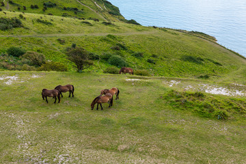 Horses on the White Cliffs of Dover in Kent, England
