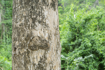 tree trunk in the forest