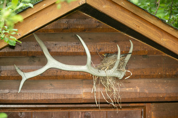 American Robin nesting on elk antler taken in central MN