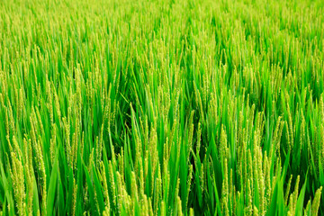 The rice is growing in the field.