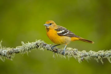 Baltimore Oriole juvenile taken in central MN