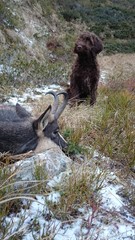 hunt of a chamois buck in autumn with the young dog