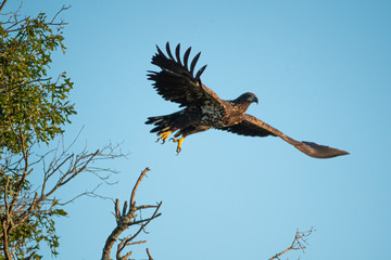 Bald Eagle juvenile takeing off taken in southern MN