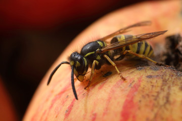 Macro of a small wasp on an apple during autumn time in Estonian garden. 
