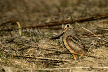 American Woodcock male display taken in southern MN in the wild