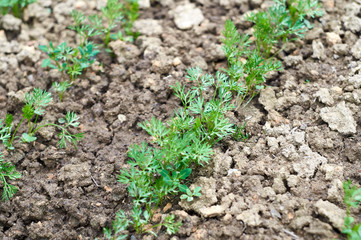 Green tops of carrots in the garden.